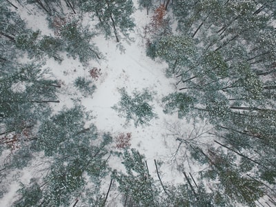 高纬度摄影冰雪覆盖领域和树木
